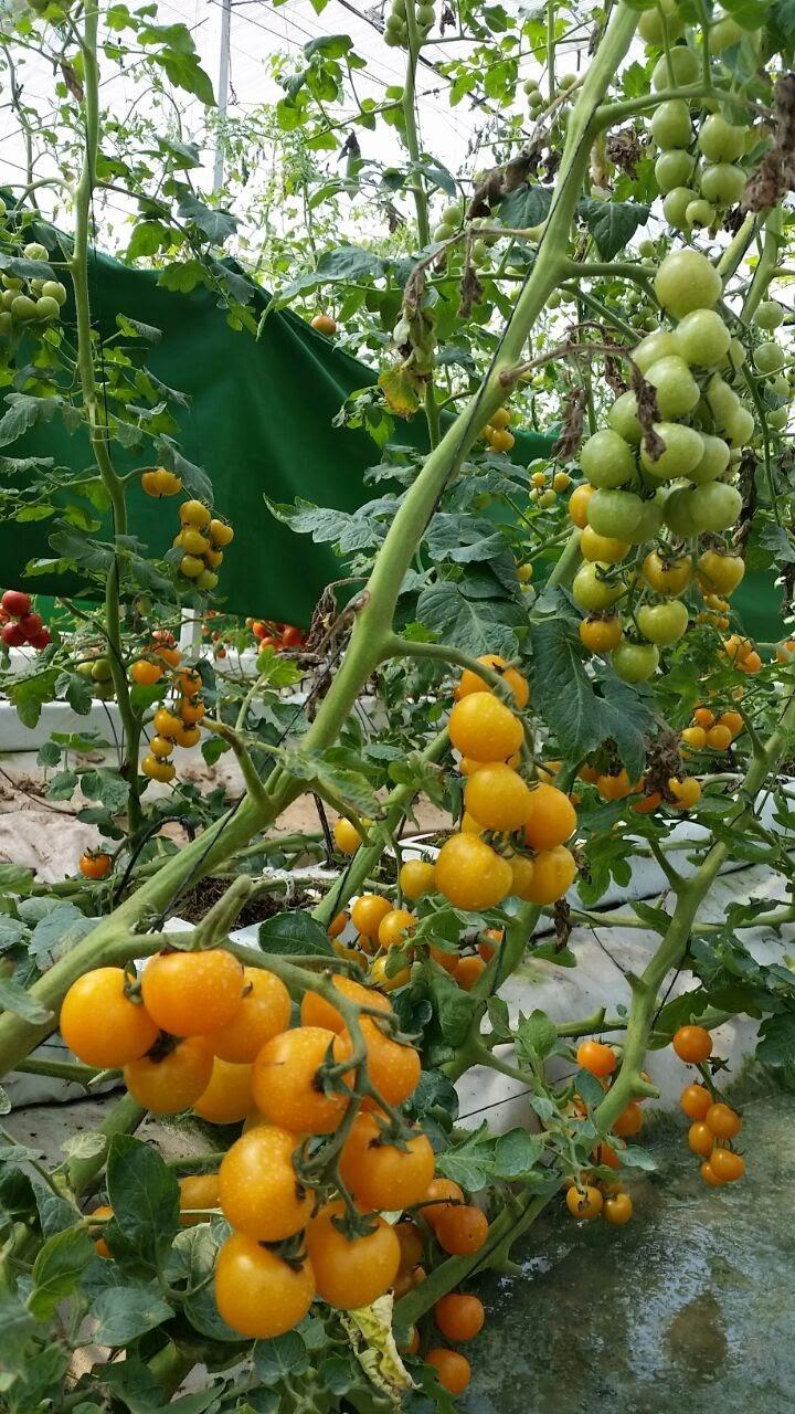 تجربة البذور