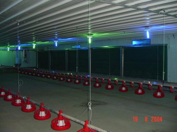 Dự Án Vỗ Béo Gia Cầm