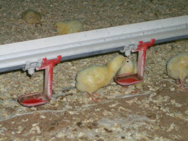 Dự Án Vỗ Béo Gia Cầm
