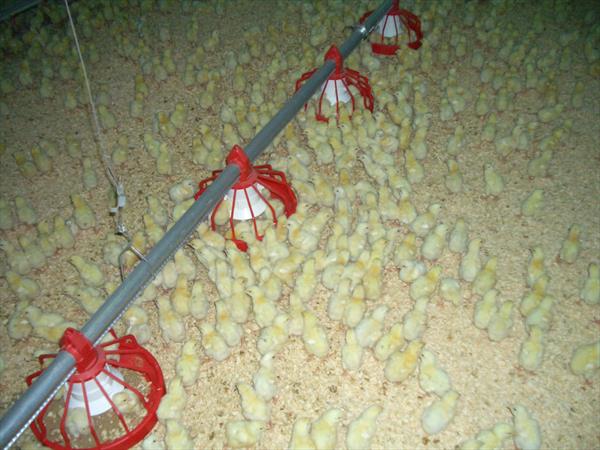 Dự Án Vỗ Béo Gia Cầm