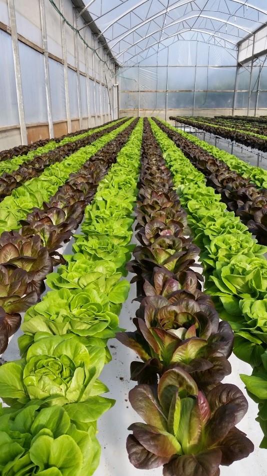 Nhà Kính để Trồng Lá bằng Phương Pháp NFT