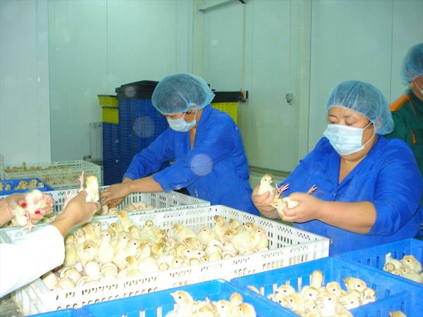 Trại gia cầm tích hợp