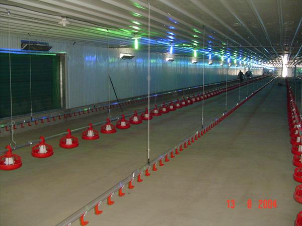 Dự Án Vỗ Béo Gia Cầm
