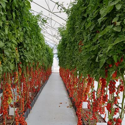 Experimental Vegetable Greenhouse