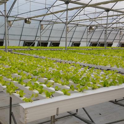 Aquaponic Vegetable Greenhouses