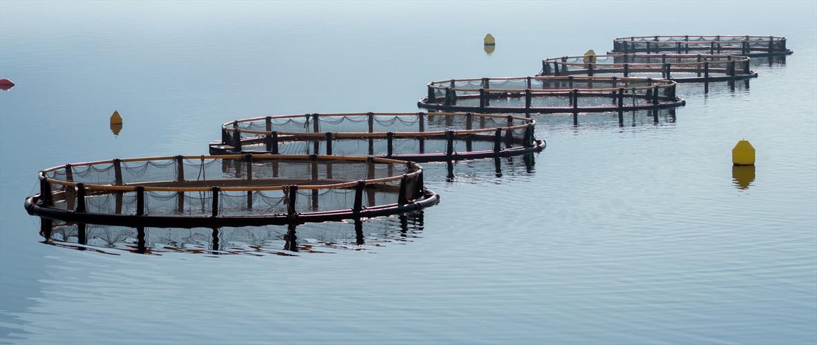 Aquaculture Offshore cage farming