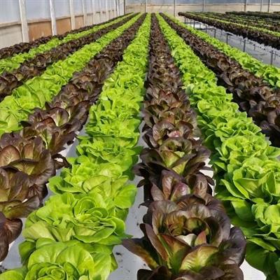 NFT-营养膜技术