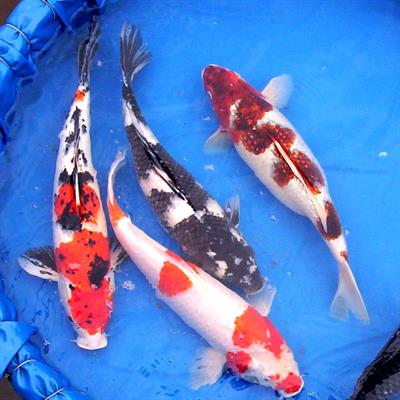 Aquaculture - Koi fish hatchery, Koi breeding –Vietnam-Dagan the Art of Agriculture