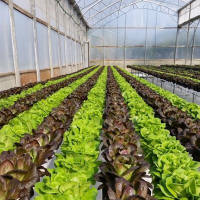 Nhà Kính để Trồng Lá bằng Phương Pháp NFT