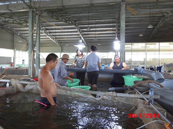 Aquaculture - Koi fish hatchery, Koi breeding –Vietnam-Dagan the Art of Agriculture