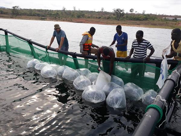 Offshore fish farming system In Ghana – Dagan the Art of Agriculture.
