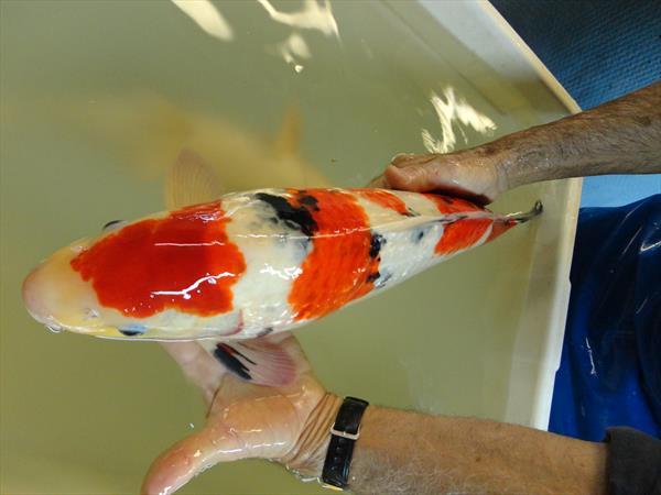 Aquaculture – Fish Hatchery for koi in Thailand-Dagan The Art of Agriculture