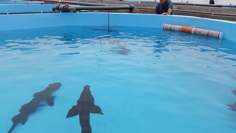 Recirculating Aquaculture System in Fujian China – Dagan