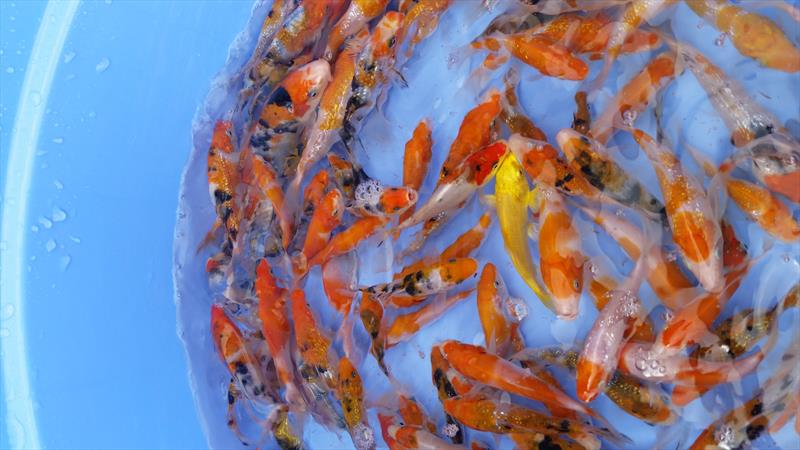 Aquaculture - Koi fish hatchery, Koi breeding –Vietnam-Dagan the Art of Agriculture