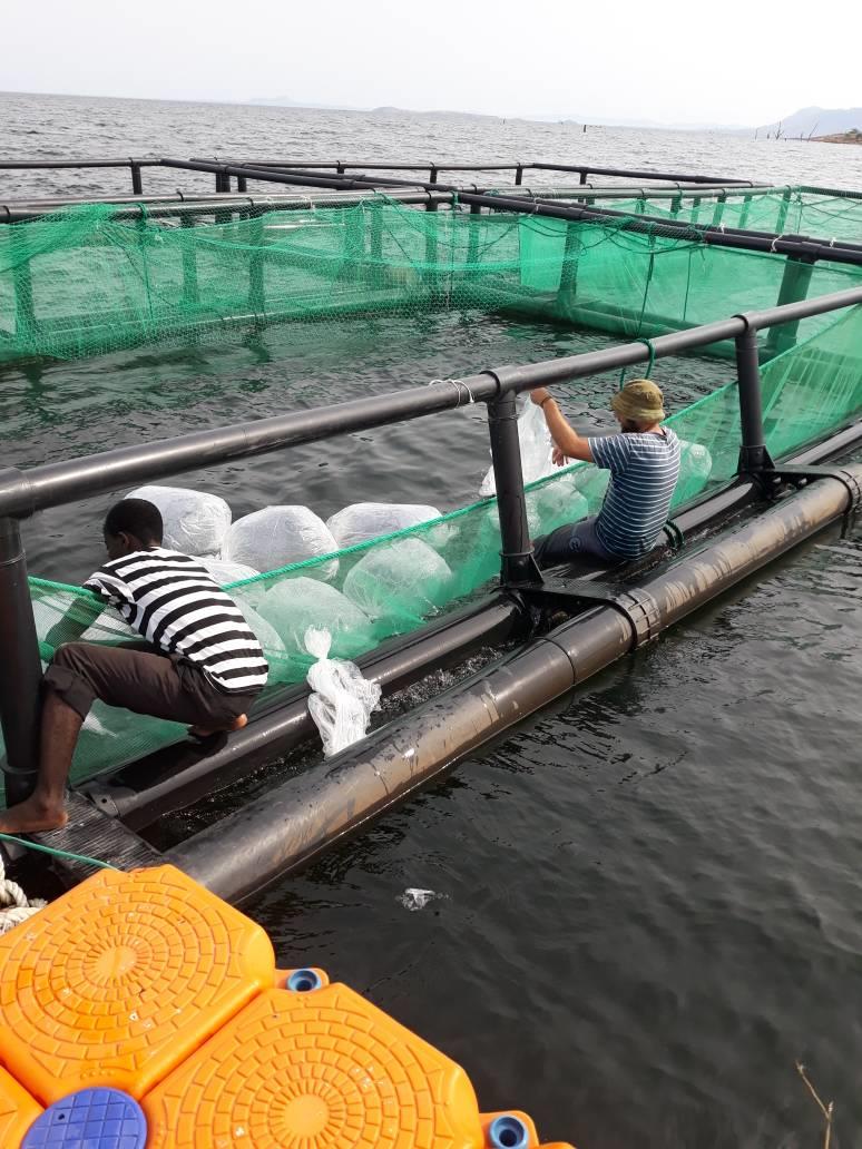Offshore fish farming system In Ghana – Dagan the Art of Agriculture.