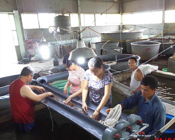 Aquaculture - Koi fish hatchery, Koi breeding –Vietnam-Dagan the Art of Agriculture