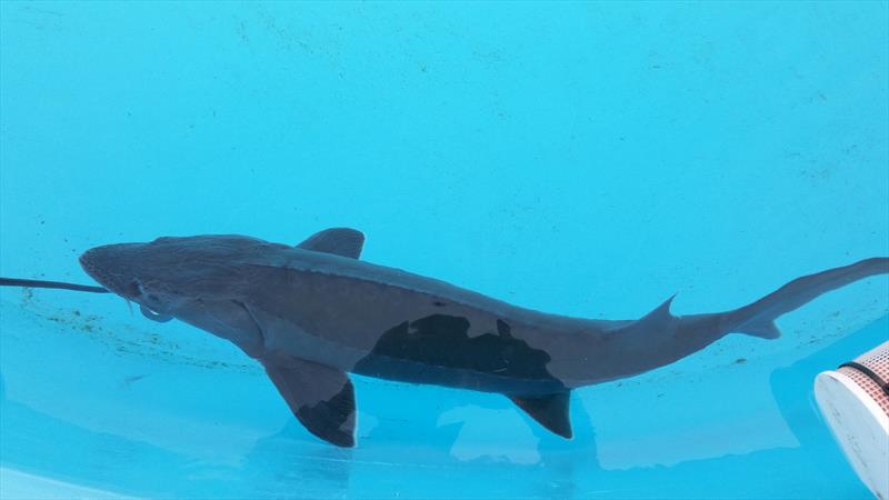 Recirculating Aquaculture System in Fujian China – Dagan