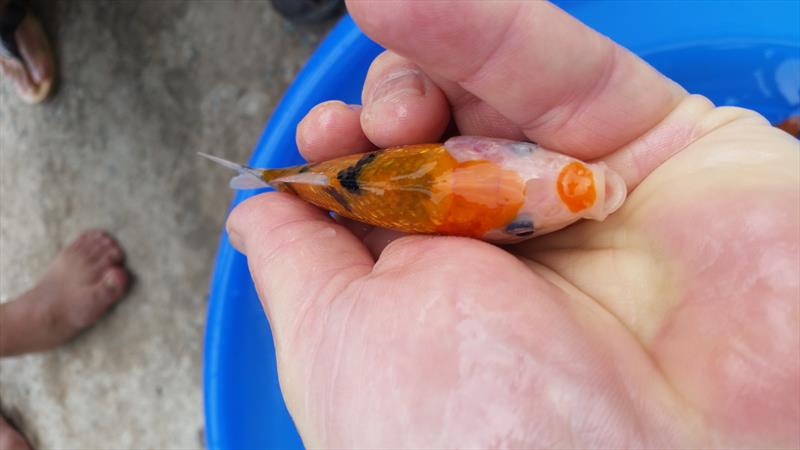 Aquaculture - Koi fish hatchery, Koi breeding –Vietnam-Dagan the Art of Agriculture