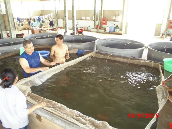 Aquaculture - Koi fish hatchery, Koi breeding –Vietnam-Dagan the Art of Agriculture