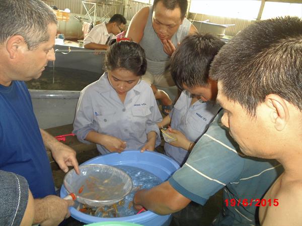 Aquaculture - Koi fish hatchery, Koi breeding –Vietnam-Dagan the Art of Agriculture
